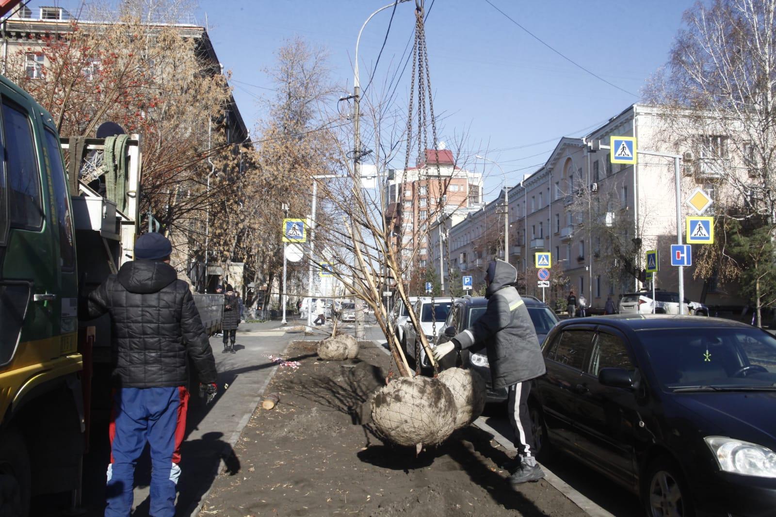 Фото В Новосибирске начали посадку полноразмерных саженцев на Урицкого 2